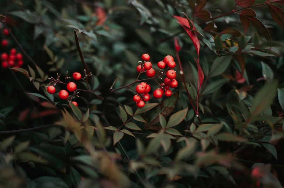 Free Image of Red Berries Amongst Green Leaves 