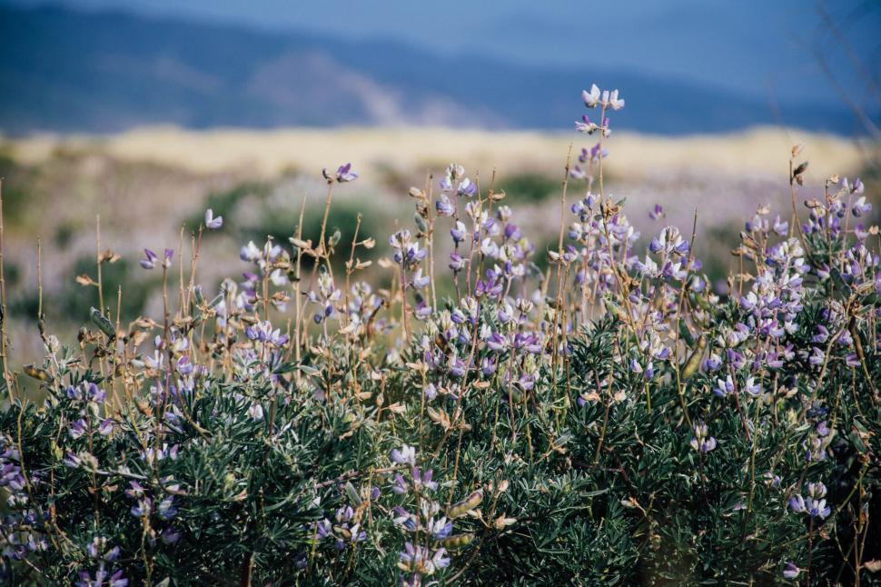 Free Image of Wildflowers blooming in a field landscape 