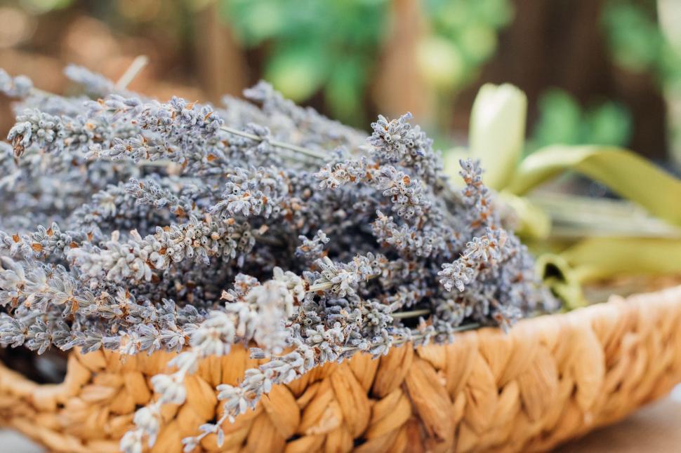 Free Image of Dried lavender bunch in a wicker basket 