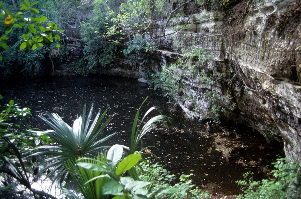 Free Image of Murky pond 