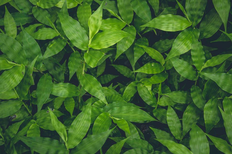 Free Image of Vibrant green leaves of plants in nature 