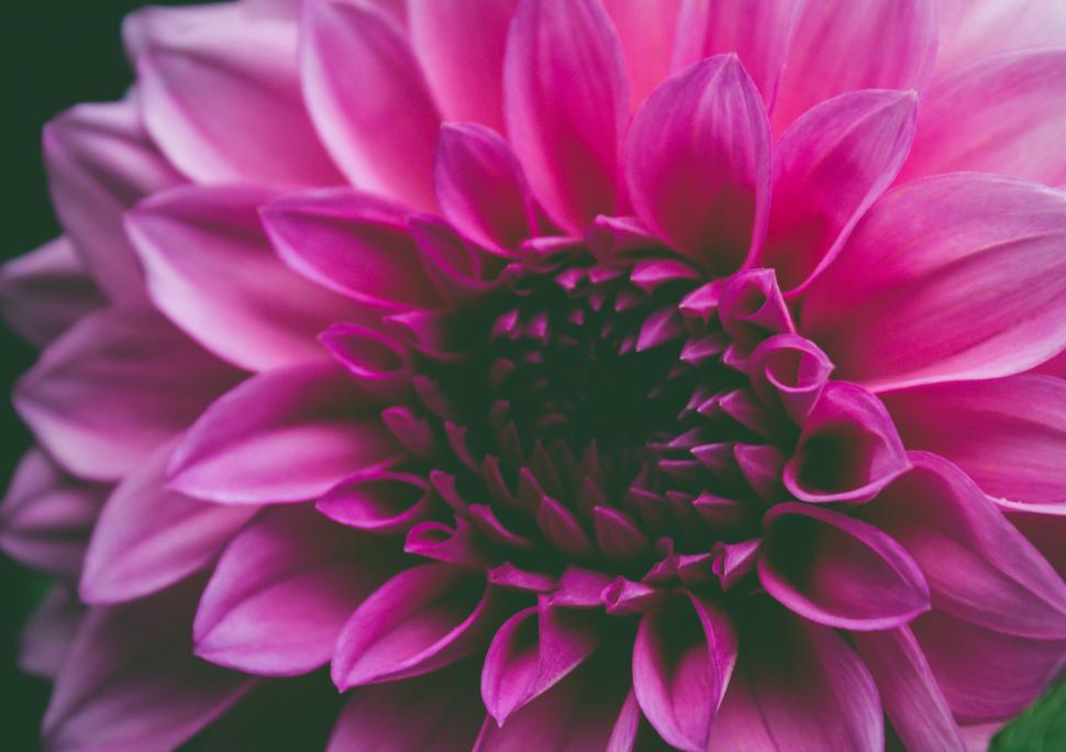 Free Image of Close-up of Pink Dahlia Flower Petals 