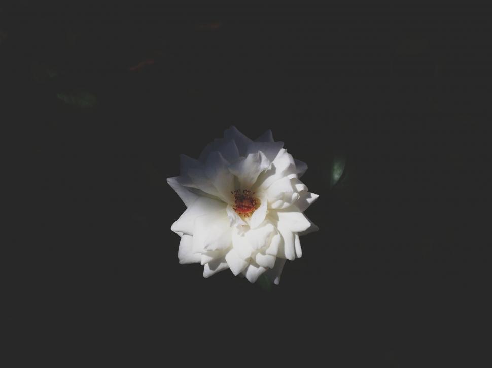 Free Image of Single white flower illuminated in darkness 