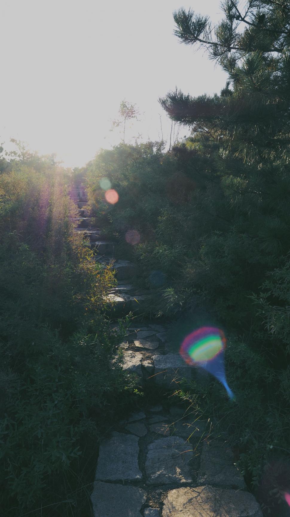 Free Image of Pathway leading through a sunlit garden 