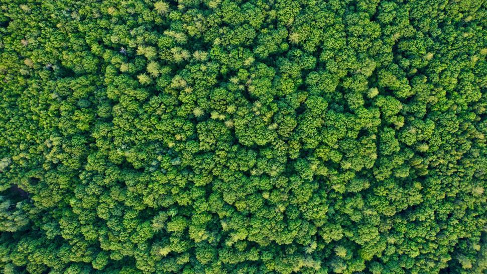 Free Image of Dense lush green forest canopy captured from above. 