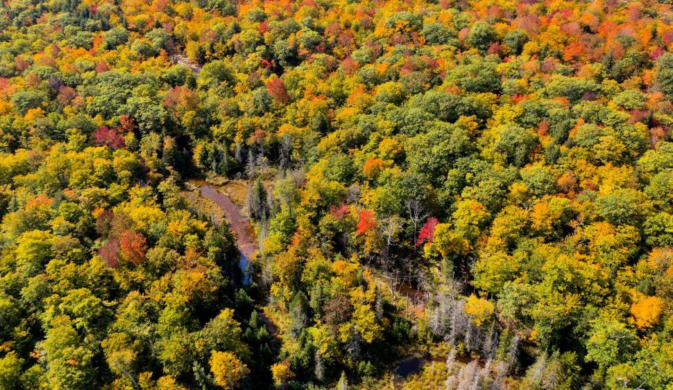 Free Image of Vibrant autumn forest with a winding stream below 