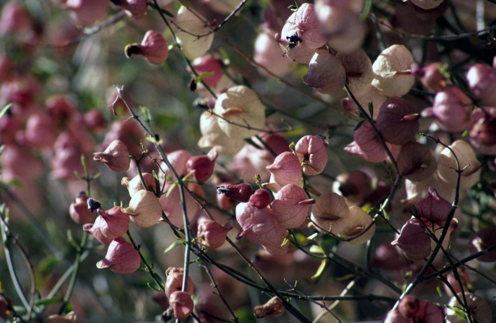 Free Image of Flowering tree 