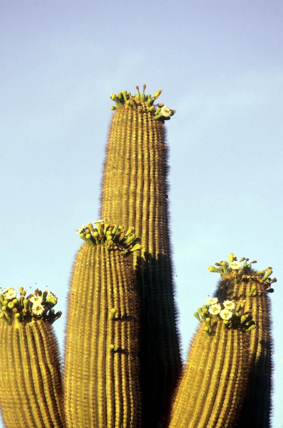 Free Image of Flowering saguaro cactus 