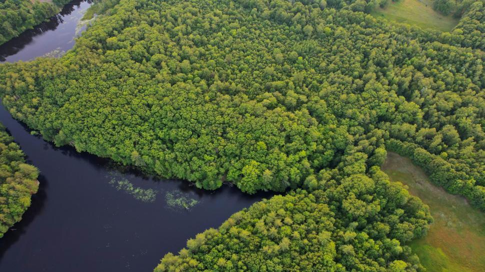 Free Image of Lush green forest with winding river from above 