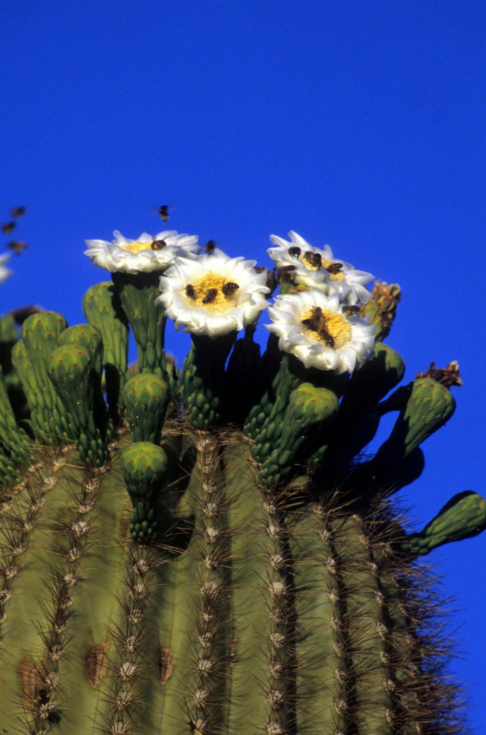 Free Image of Flowering saguaro cactus 
