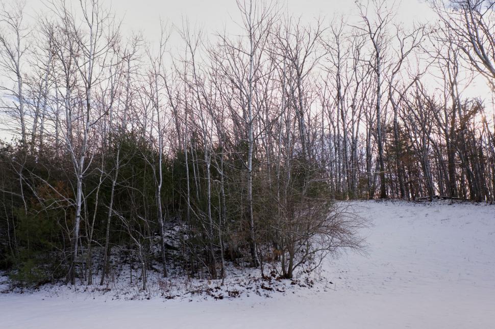Free Image of Snow-covered forest landscape with bare trees 