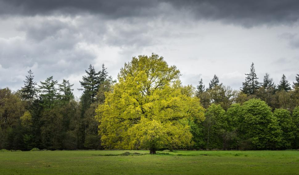 Free Image of Lone tree in field with dramatic sky in background 
