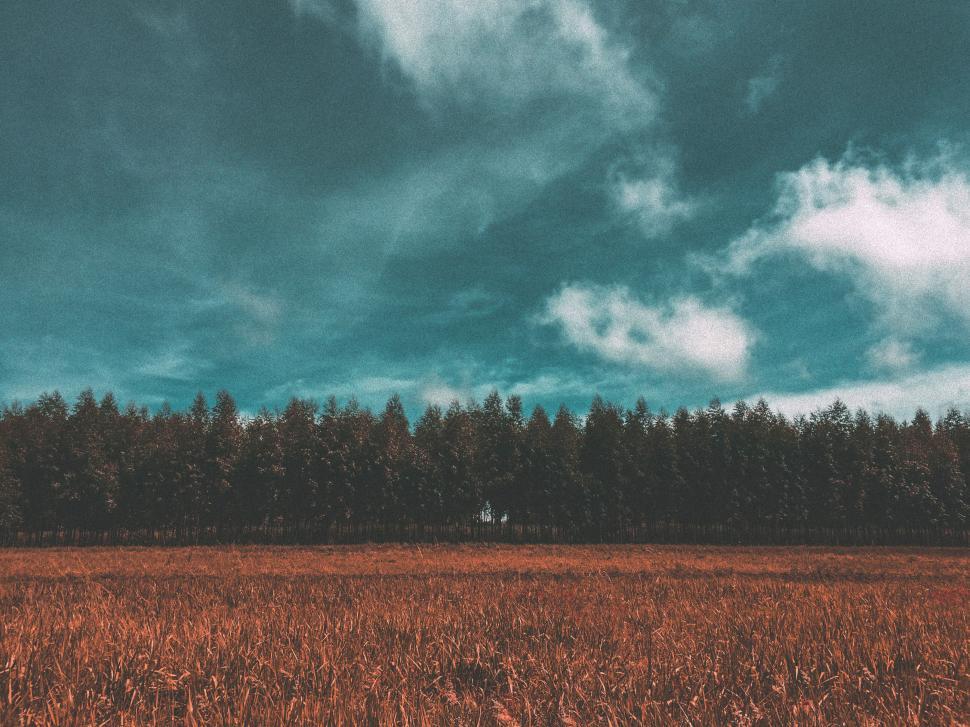 Free Image of Field under the clear sky with trees in the background. 