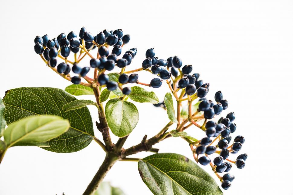 Free Image of High-resolution image of blue berries with green leaves 