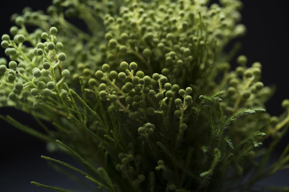 Free Image of Closeup of lush green plant with round buds on stems 