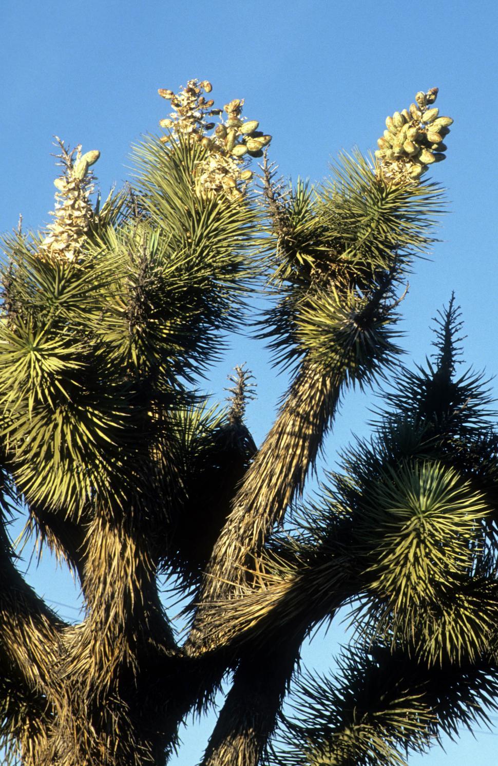 Free Image of Tropical tree 