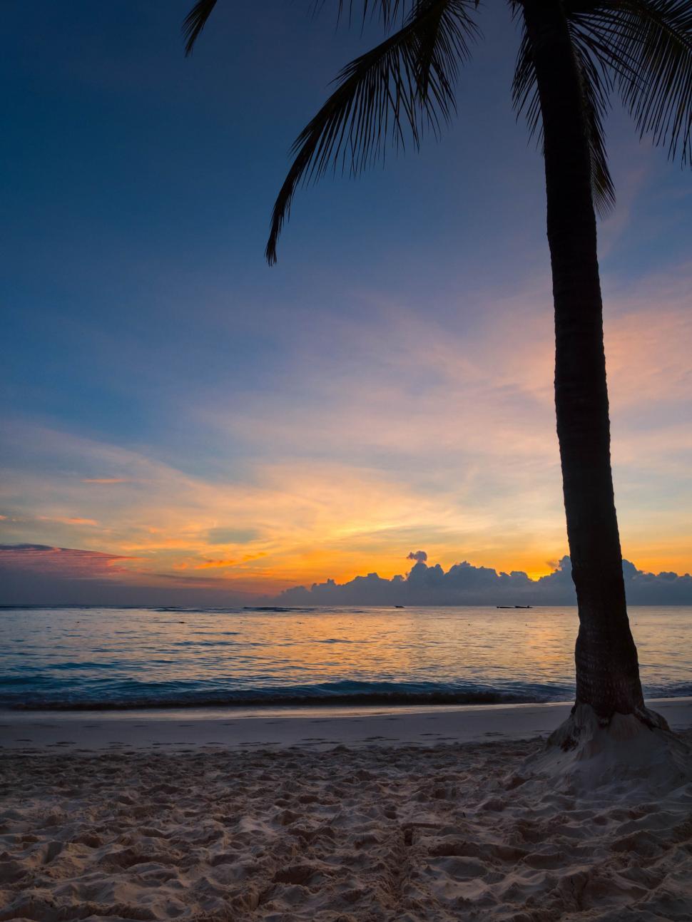 Free Image of Palm tree silhouette at sunset on the beach. 