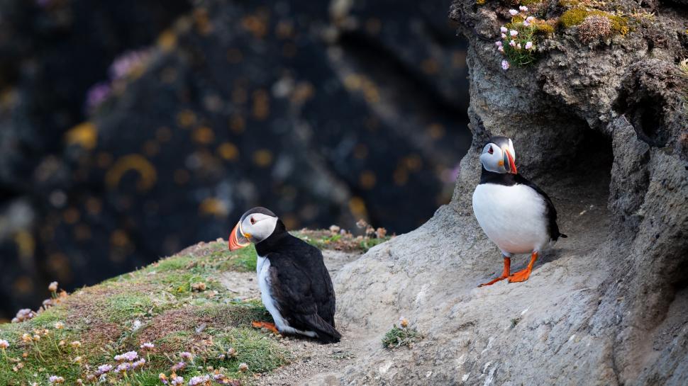 Free Image of Pair of Puffins on Rocky Cliffside in Natural Habitat 