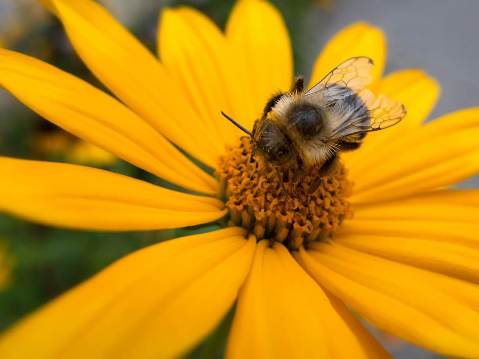 Free Image of Bee on a bright yellow flower collecting nectar gently. 