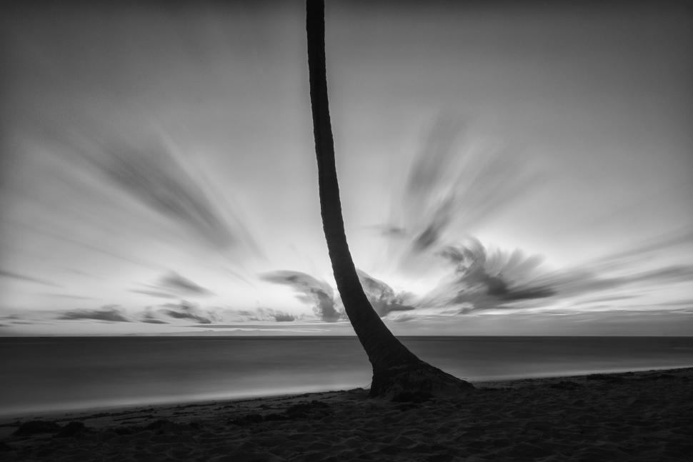 Free Image of Black and white photo of a swaying palm tree 