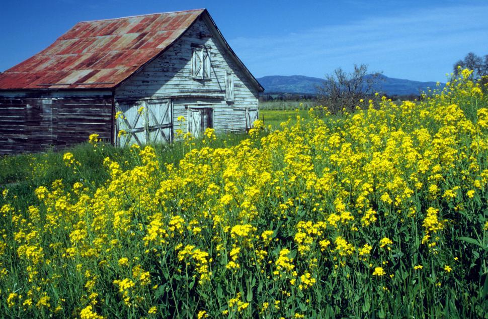 Free Image of Field of flowers 