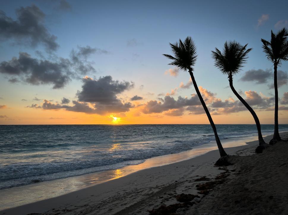 Free Image of Tropical beach sunset with palm trees by the shore. 
