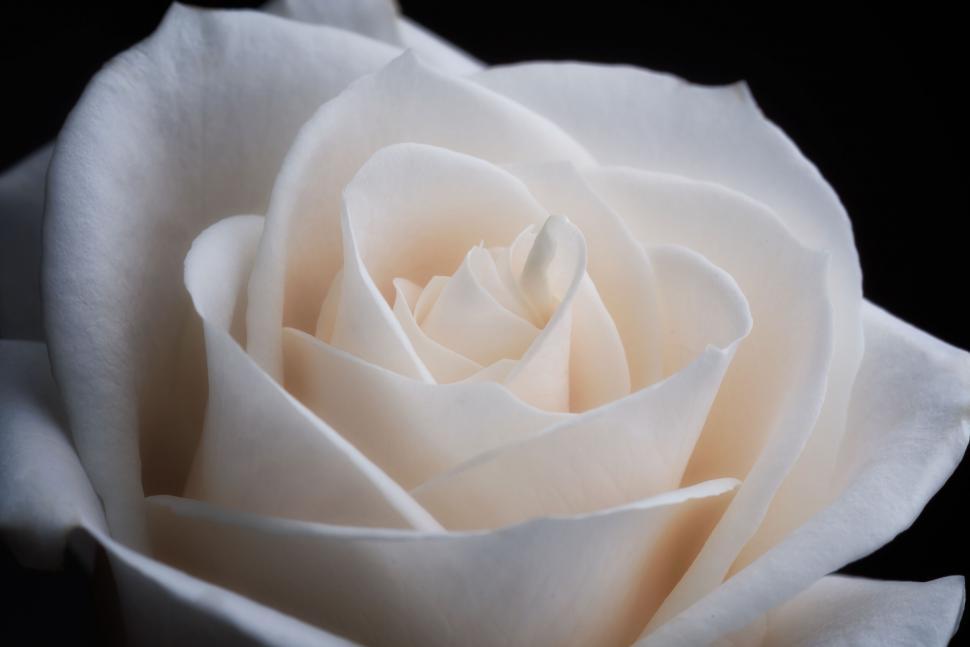Free Image of Close-up of a delicate white rose against a black background. 