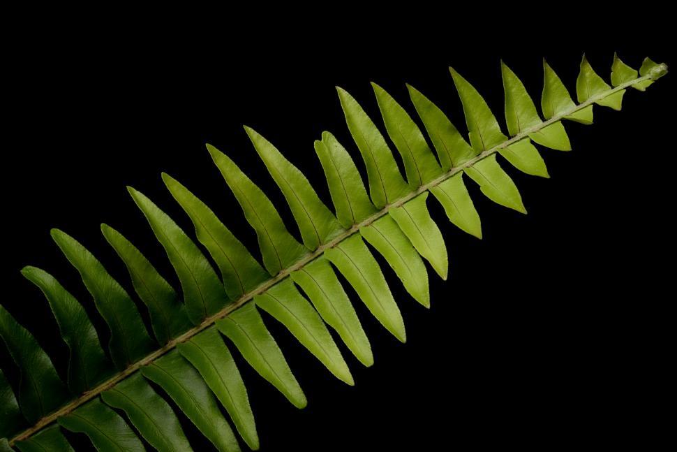 Free Image of Close-up of a vibrant green fern leaf on black background. 