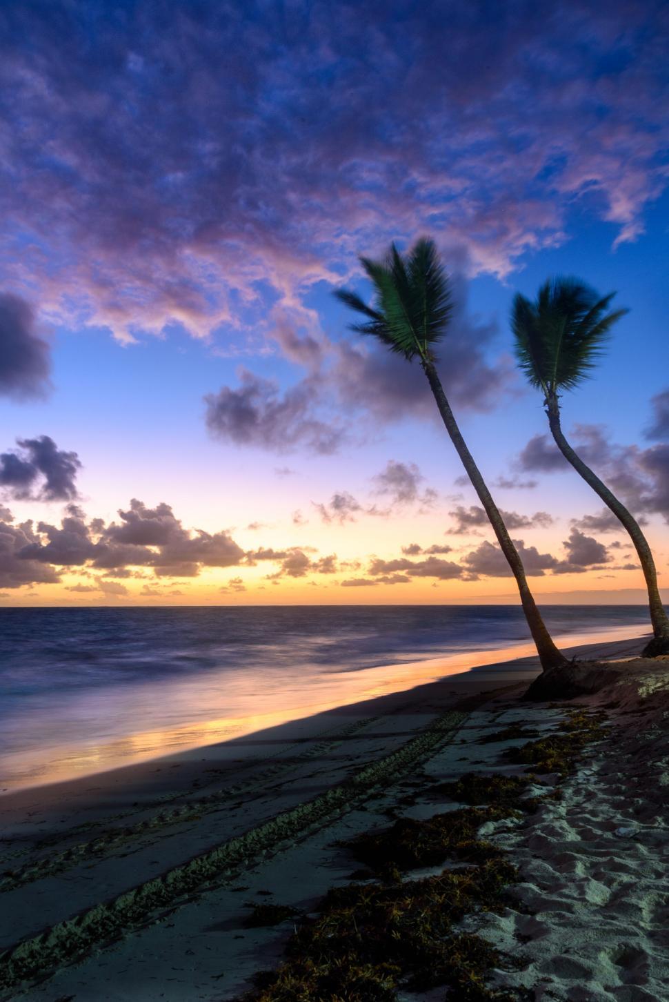 Free Image of Palm trees on a beach during a beautiful sunset 