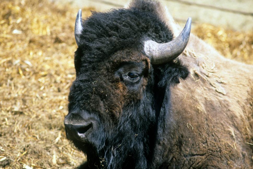Free Image of Buffalo 