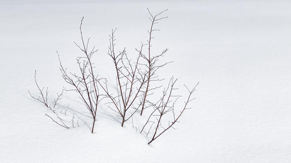 Free Image of Small bushes emerging from a snowy landscape 