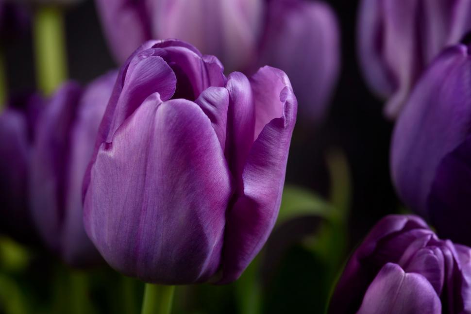 Free Image of Close-up of vibrant purple tulips in bloom 