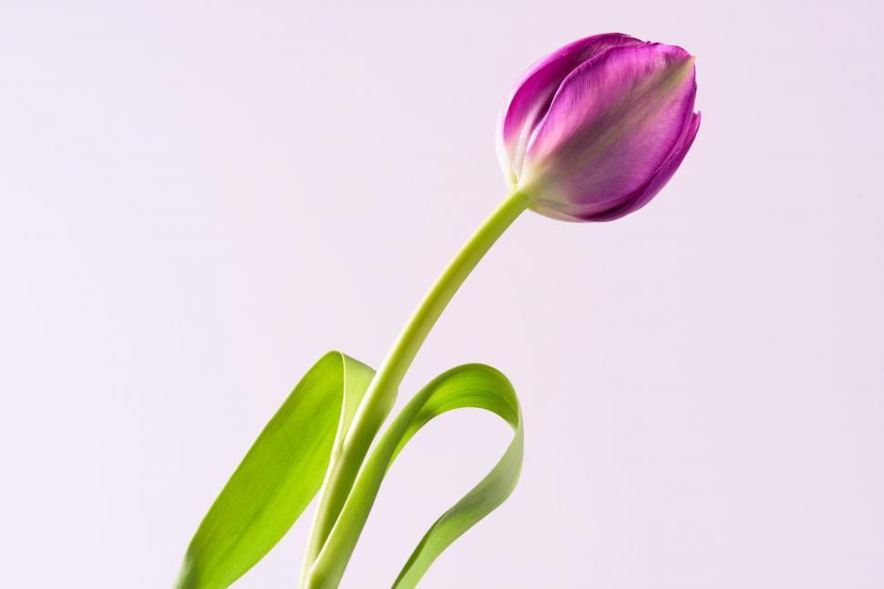 Free Image of Single pink tulip bud on a long green stem isolated 