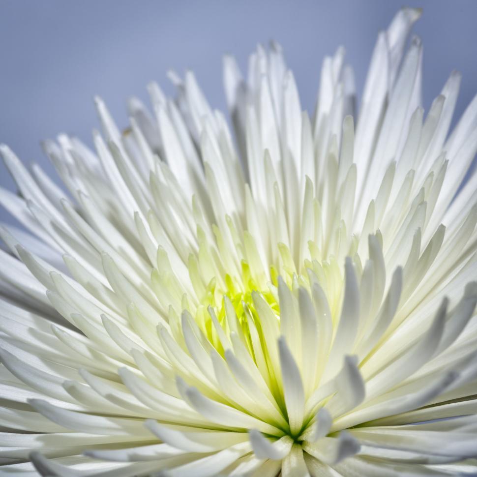 Free Image of Close-up of a white chrysanthemum flower in full bloom 