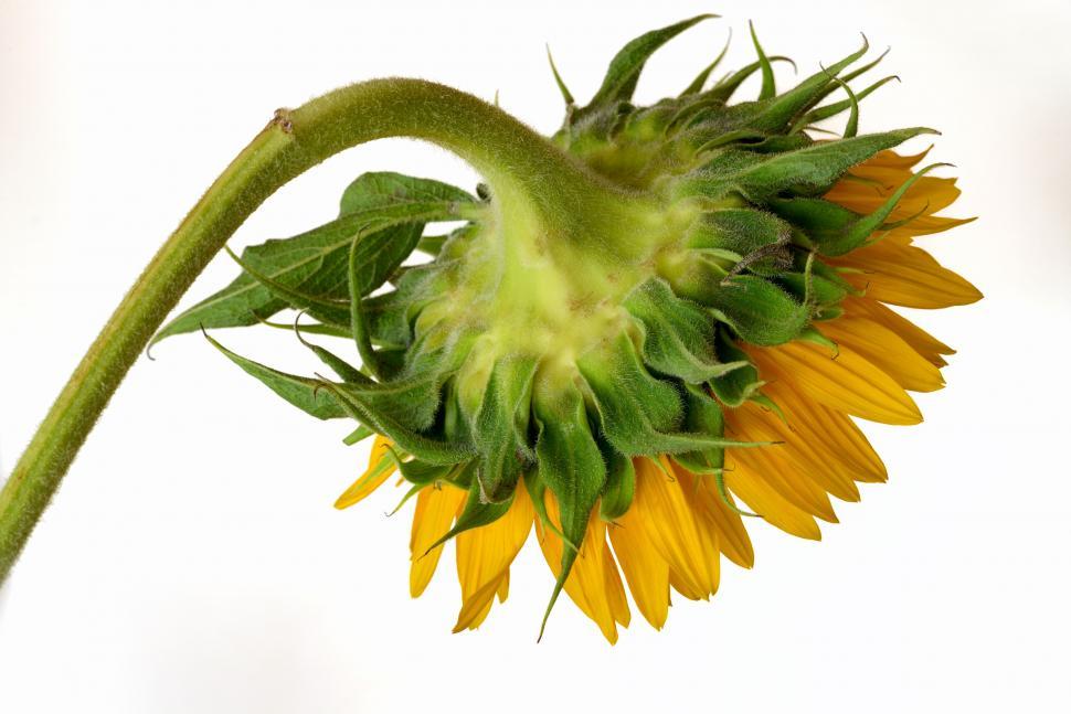 Free Image of Macro shot of a sunflower with green stem and petals. 