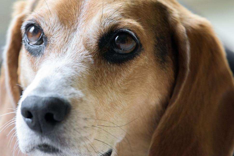 Free Image of Close-up of a dog with a white muzzle and brown fur. 