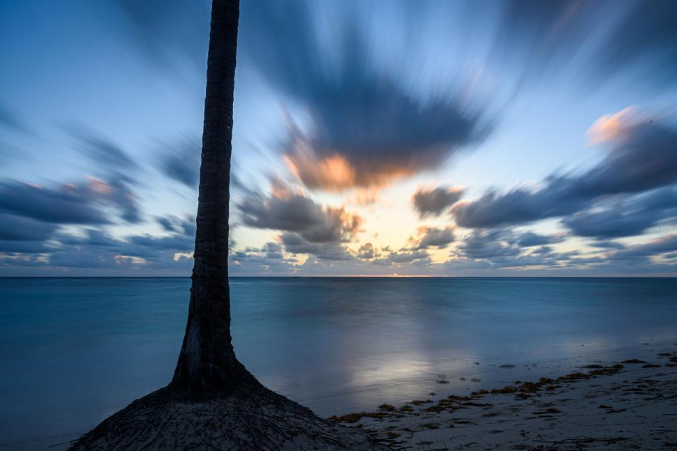 Free Image of Palm tree silhouette by the ocean at twilight hours. 