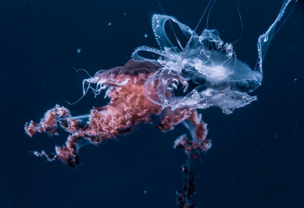 Free Image of A jellyfish moving gracefully in dark blue ocean water. 