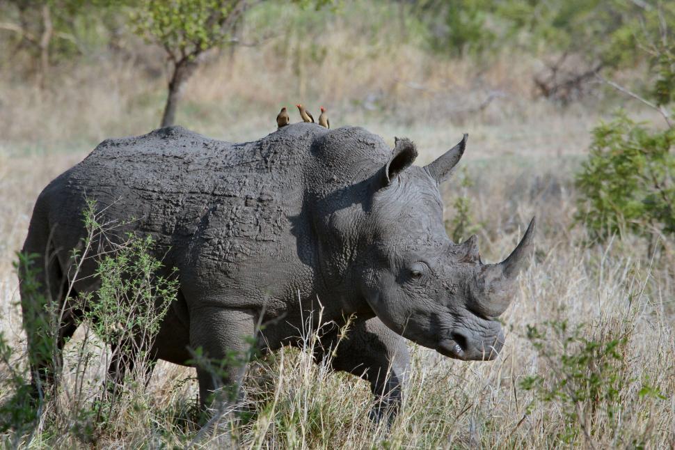 Free Image of Rhino walking in natural habitat with birds on back. 