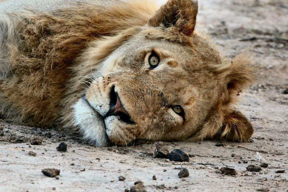 Free Image of Lion resting with head on ground in African wilderness. 