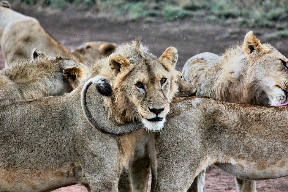 Free Image of Lion looking over fellow pride members intently. 