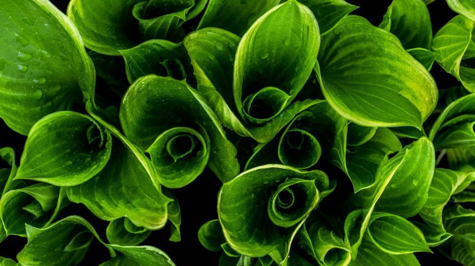Free Image of Close-up of vibrant green leaves with water droplets. 