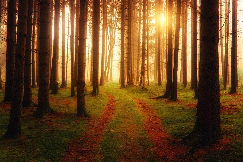 Free Image of Sunlight breaking through trees on autumn forest path. 