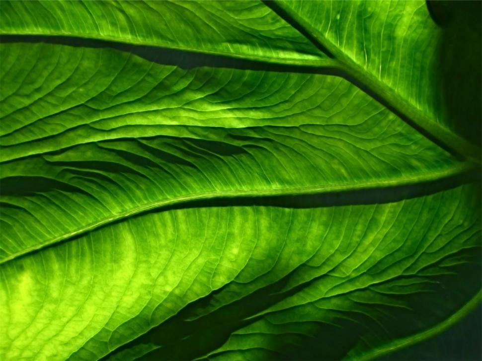 Free Image of Close-up of vibrant green leaf with detailed texture. 