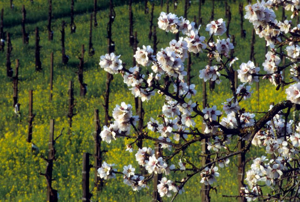 Free Image of Cherry blossom branch 