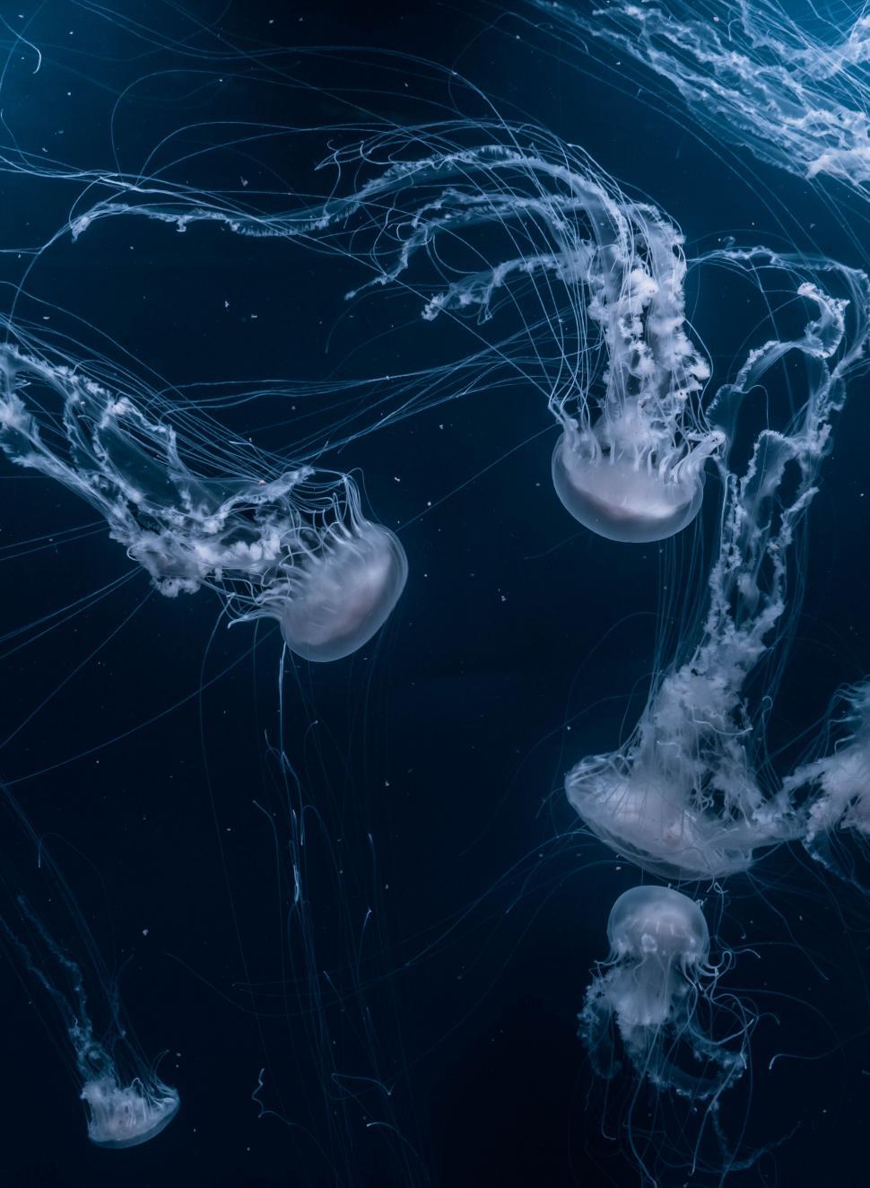 Free Image of Ethereal jellyfish gracefully floating in deep ocean water 