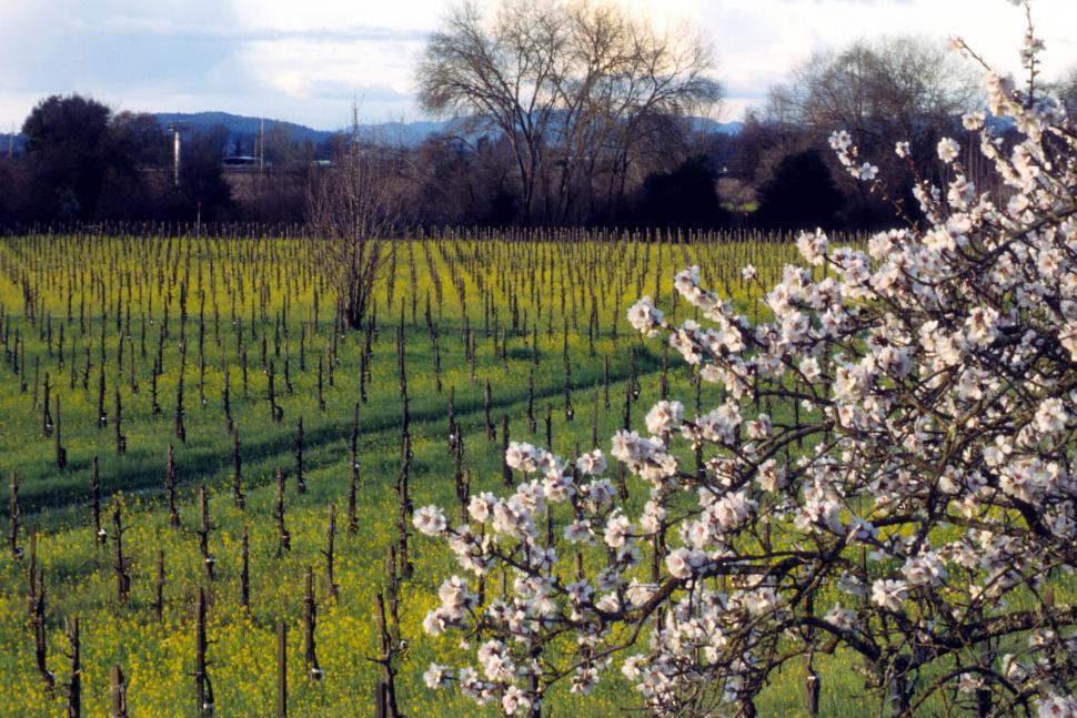 Free Image of Vineyard 