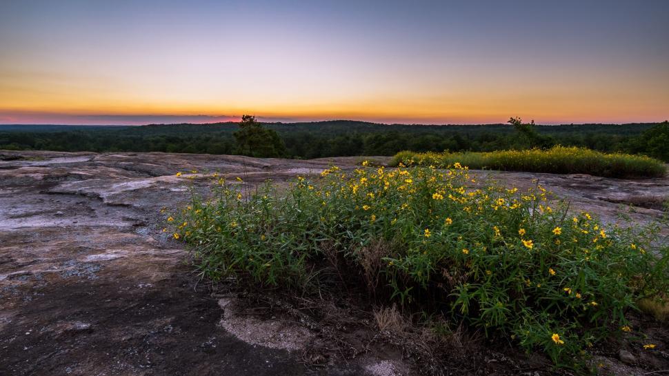Free Image of Sunrise over a rocky plain with flowering plants growing. 