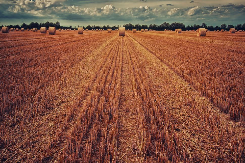Free Image of Vast golden field with hay bales under dramatic sky. 