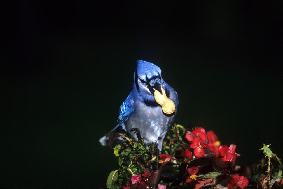 Free Image of Blue jay 